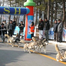 고성 개썰매 대회