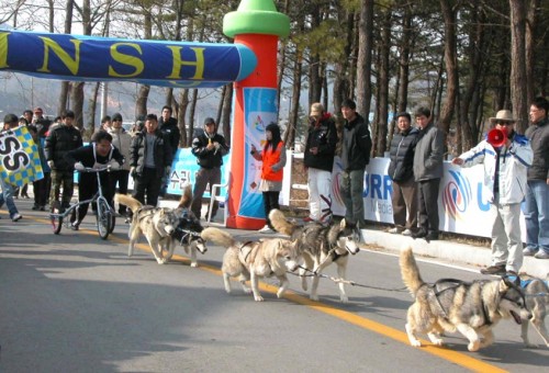 고성 개썰매 대회