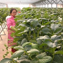 응골마을 크리스마스 딸기축제