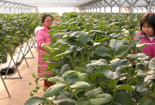 응골마을 크리스마스 딸기축제