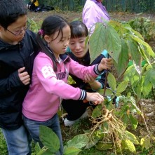 강원홍천인삼축제