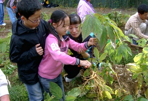 강원홍천인삼축제