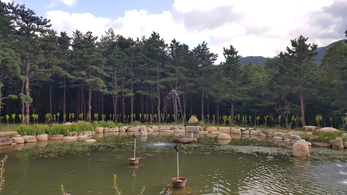 속초 소나무숲 힐링콘서트