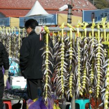 속초 양미리축제