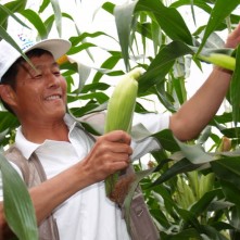 홍천 옥수수 축제