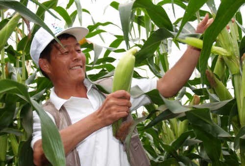 홍천 옥수수 축제