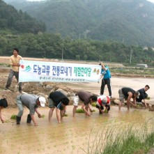 도농교류 전통모내기 체험한마당