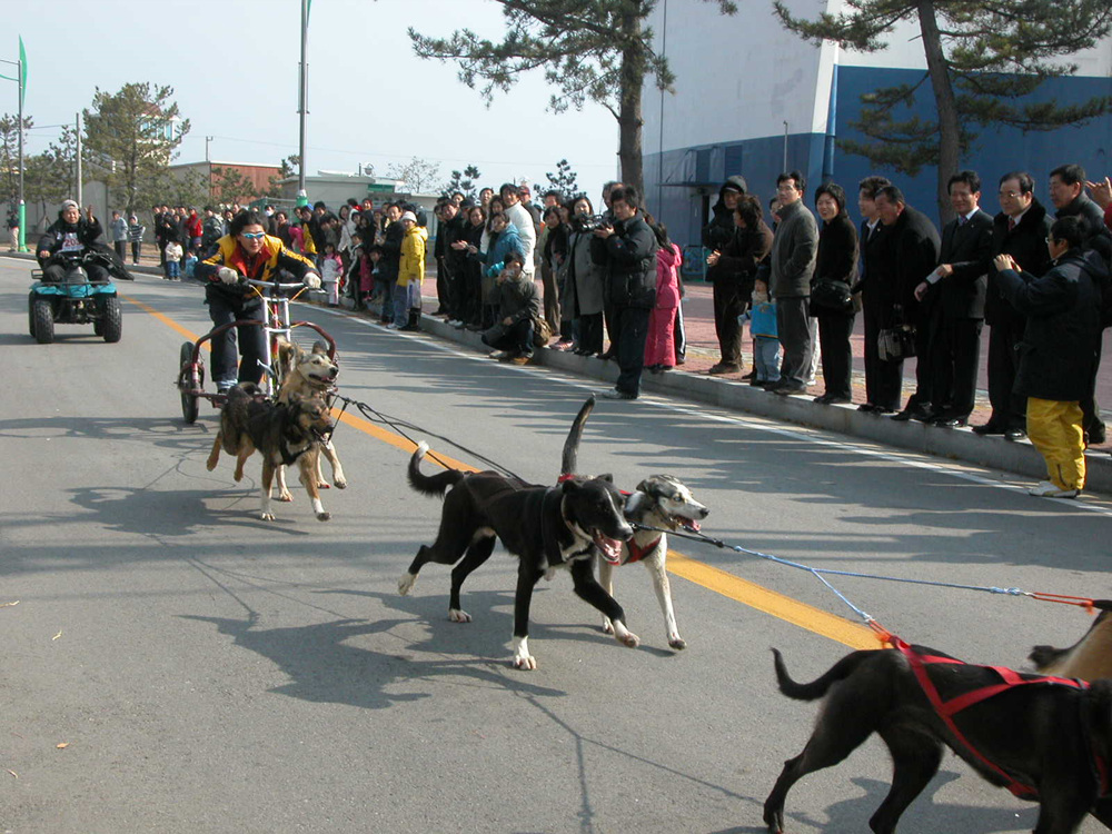 고성 개썰매 대회