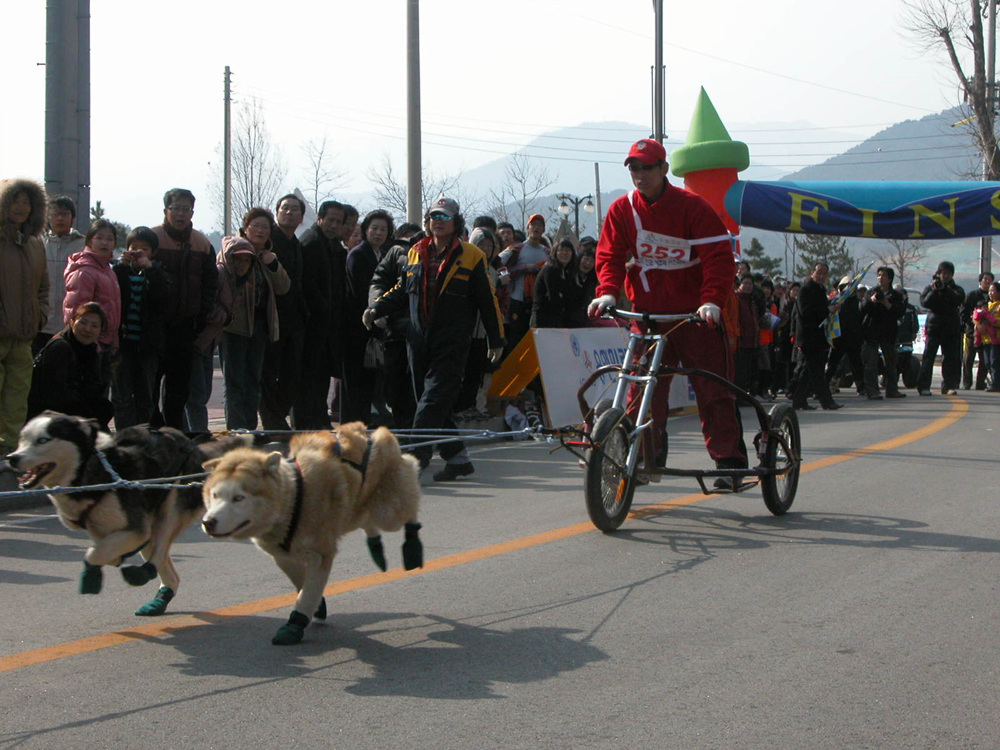 고성 개썰매 대회