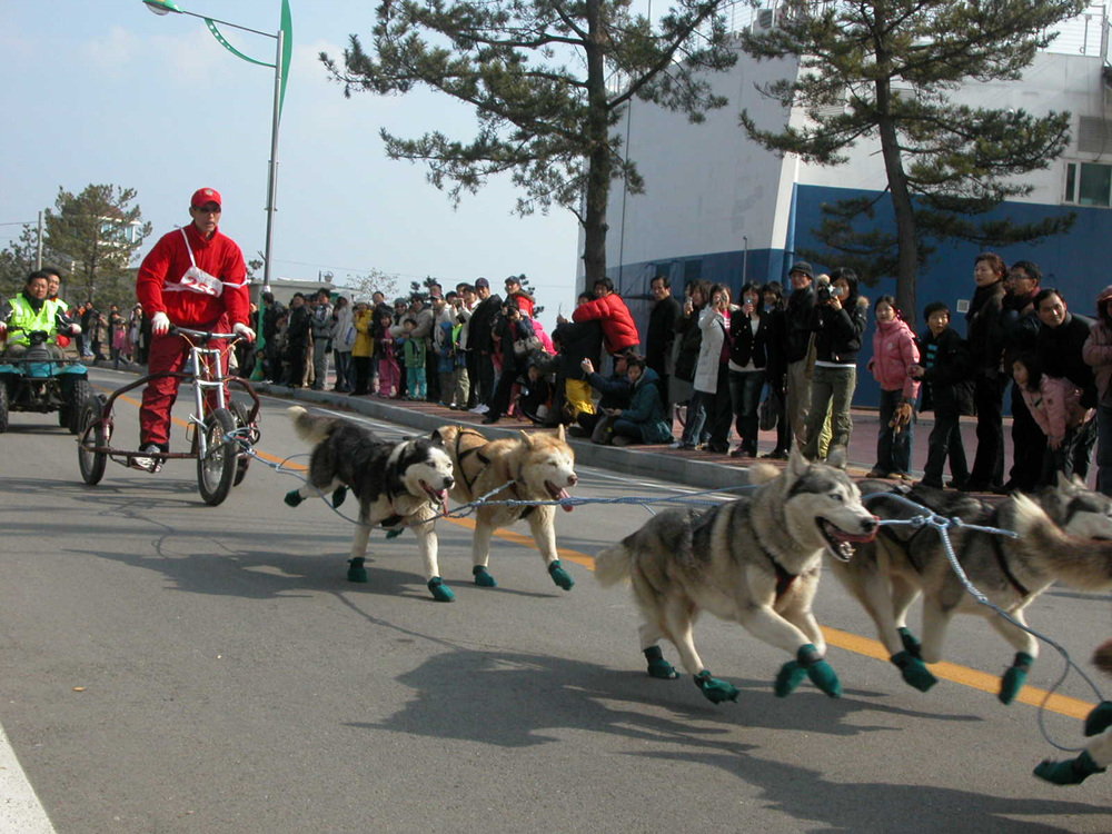 고성 개썰매 대회