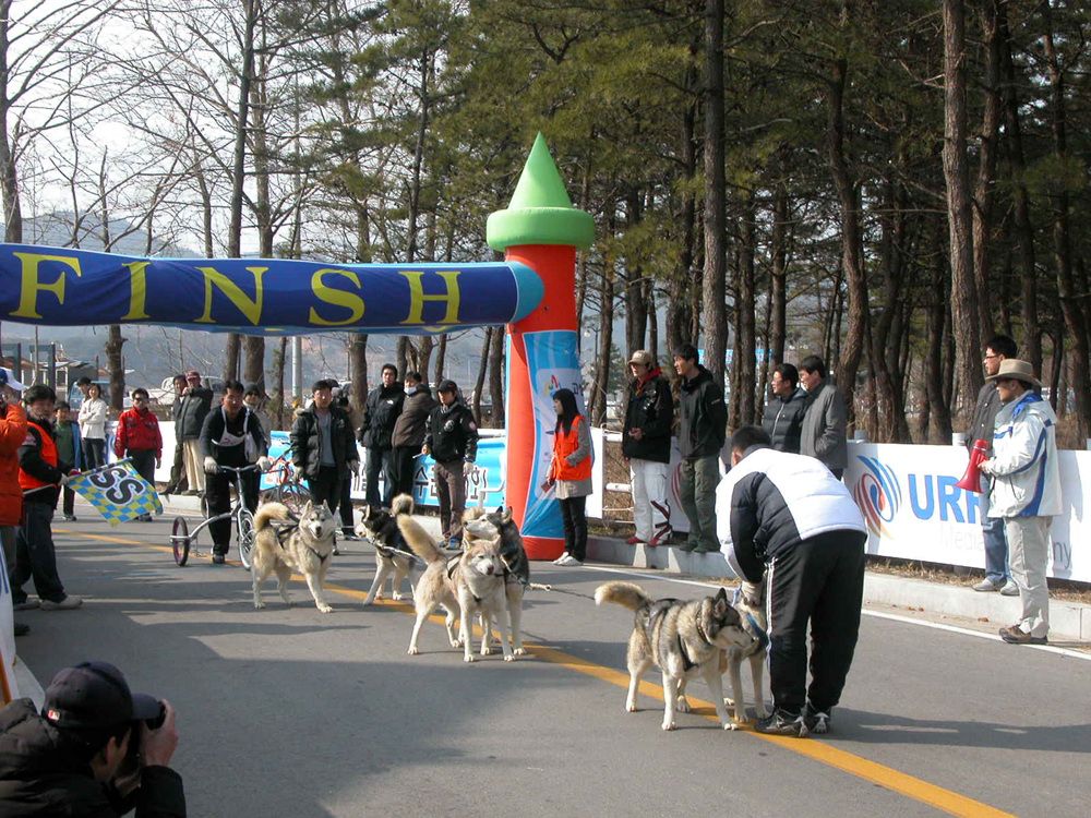 고성 개썰매 대회